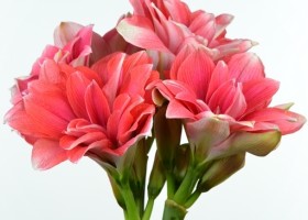 hippeastrum Double Dream (1)